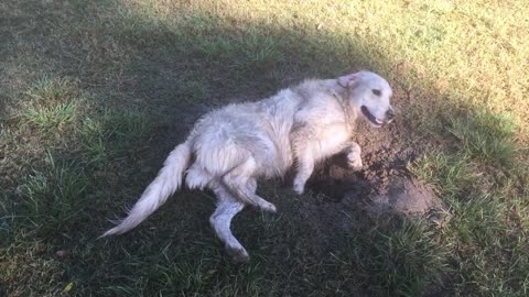 dog getting dirty in the mud