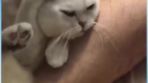 Full CAT grooming - Full CAT Training - Funny Video