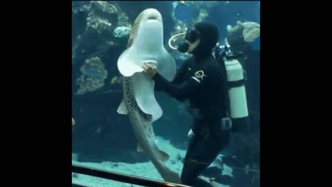 Gif video of diver with fish