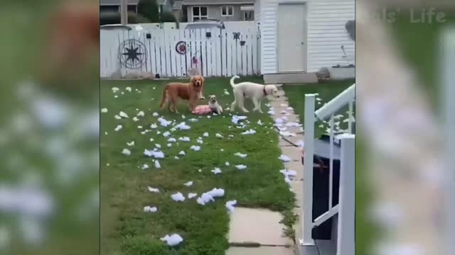 🤣 Funniest 🐶 Dogs and 😻 Cats - Awesome Funny Pet Animals Videos 😇