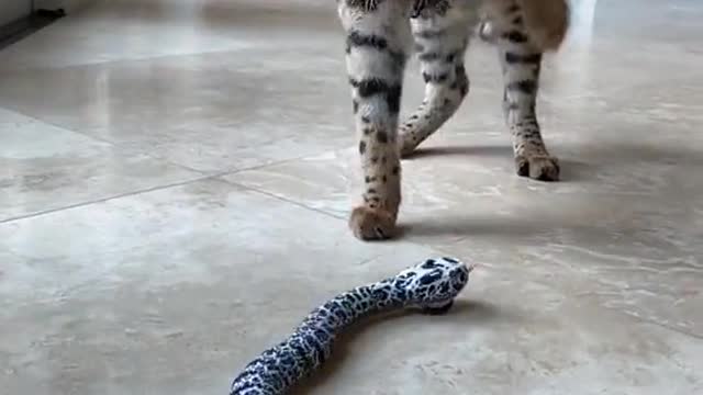 [ Cats vs Snake ] Funny Cats Video