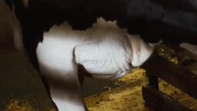 cute cow