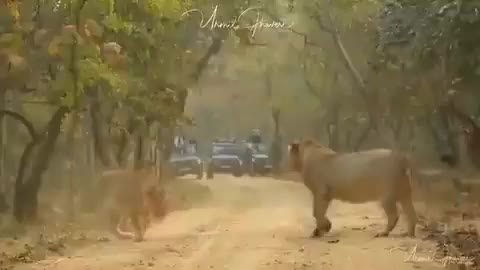 Lion vs Lion fight