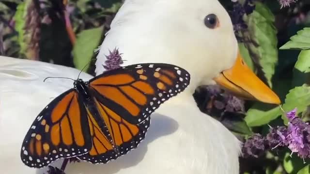 butterfly decided to meet a goose