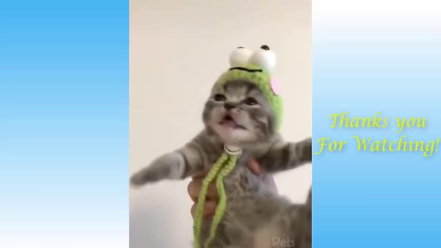 Hilarious Funny Cats' video