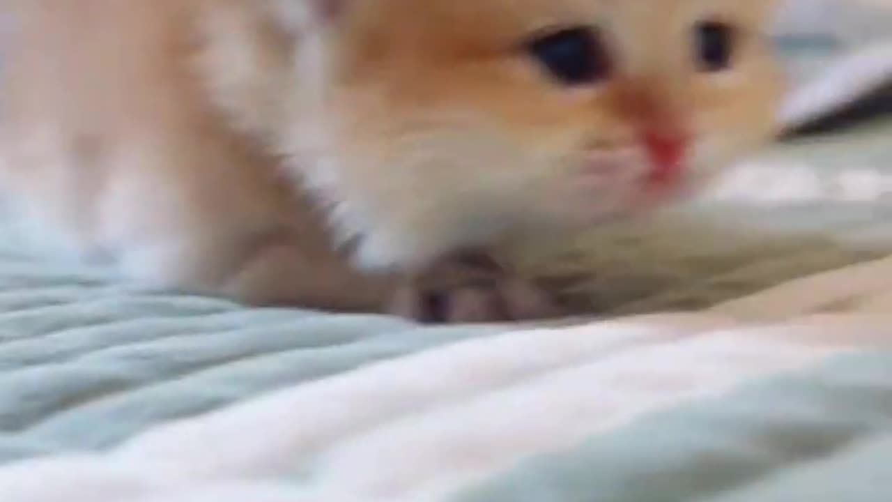 Cute kitten enjoy