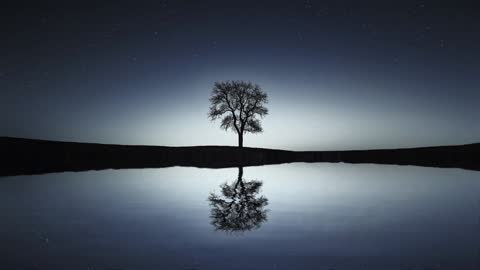 Reflection Of Tree At Night