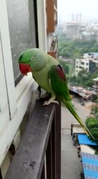 Parrot Calling Mummy