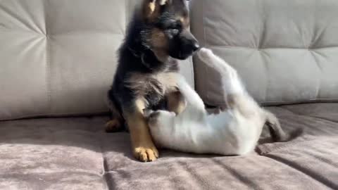 German shepherd Puppy and kitten Playing🐕