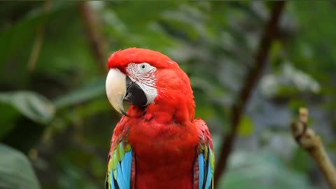 Beautiful color parrot