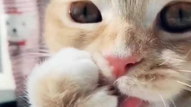 Cutest cat makes your smile