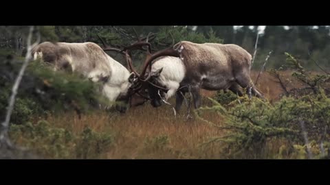 Giant Woodland Caribou Fight