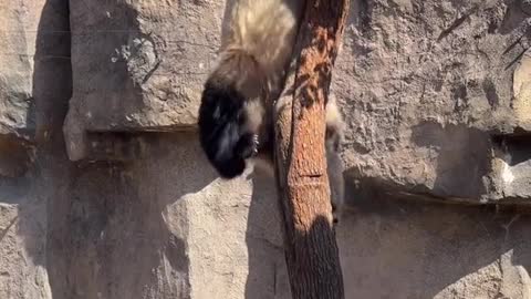 The giant panda