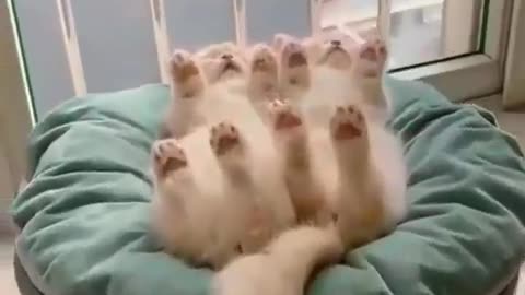 Cute cat