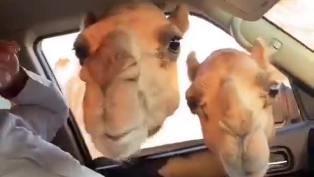 Camel and Arabs