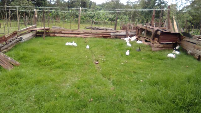 Free Range Rabbit Farming