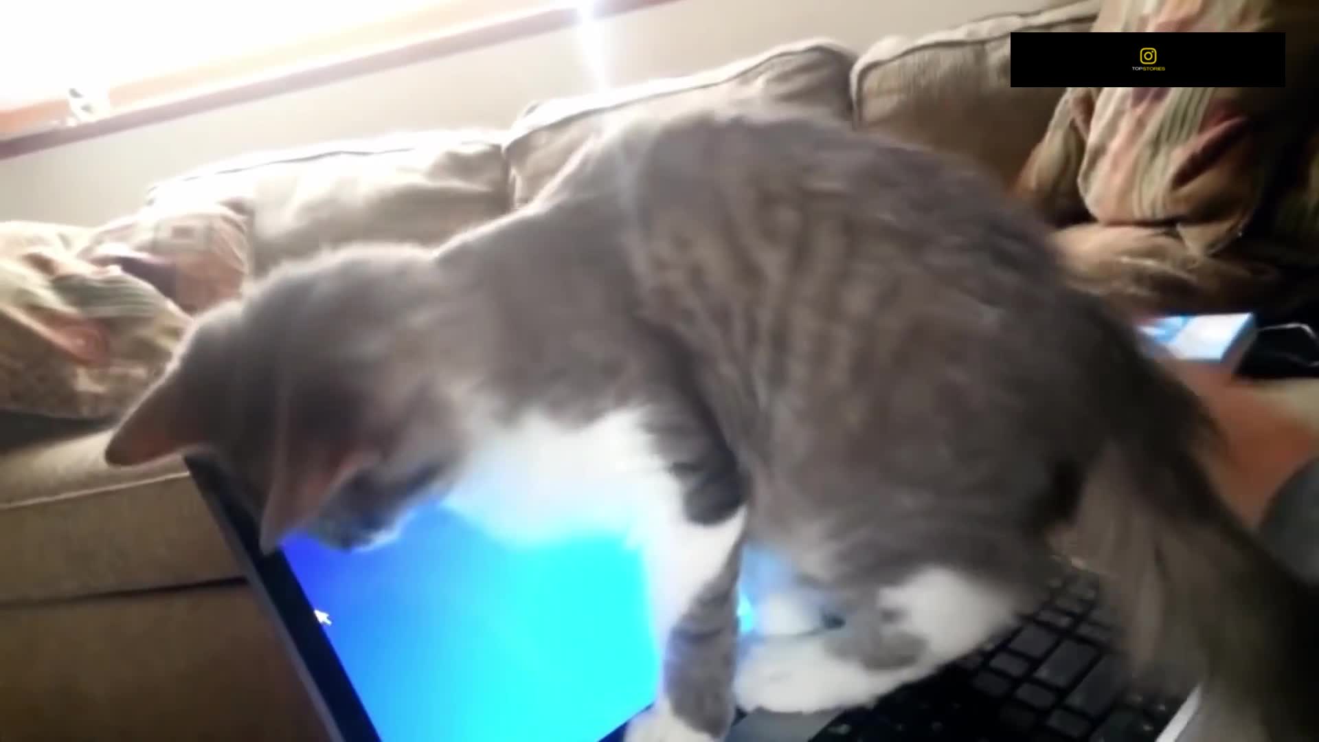 Funniest Cats - Don't try to hold back Laughter - Funny Cats Life part 2