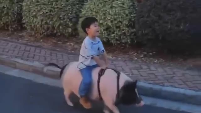 child and pet pig