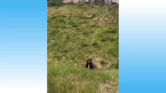 Cute And Funny Animals Compilation UwU