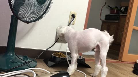 puppy Pretend to eat to get a snack