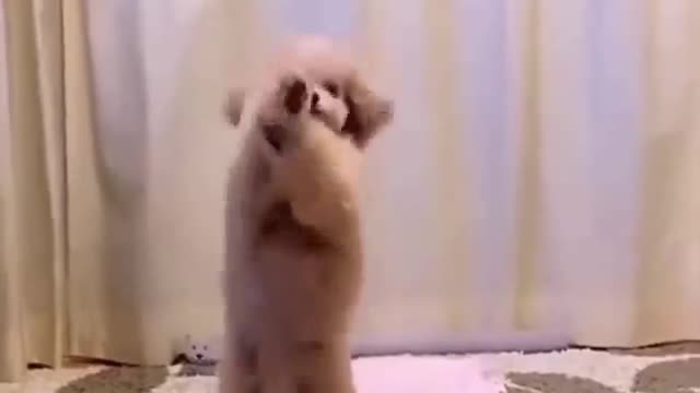 Puppy Swinging in Joy