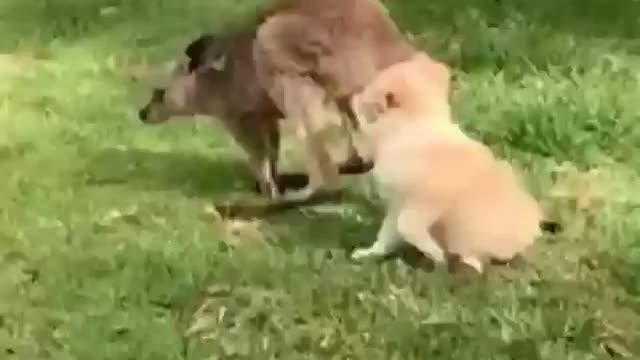 adorable dog- hugs kangaroo