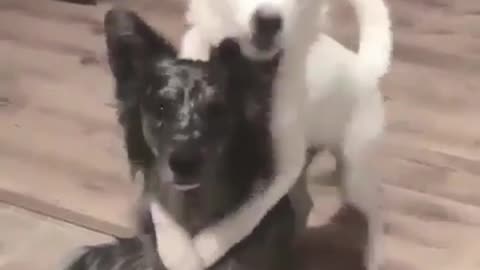 The two dogs are good brothers