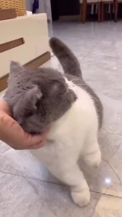 The most beautiful cute cats videos 2021