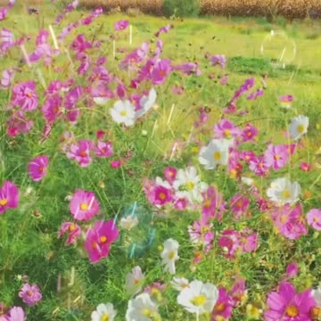 The scenery is picturesque and colorful