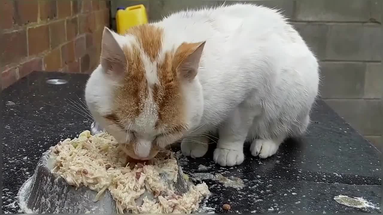 Cats vs Laser Pointer