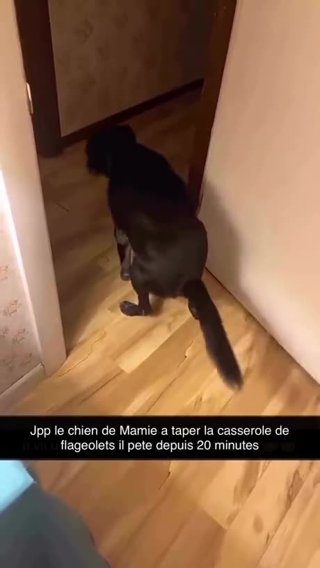 Dog ate a pot of beans