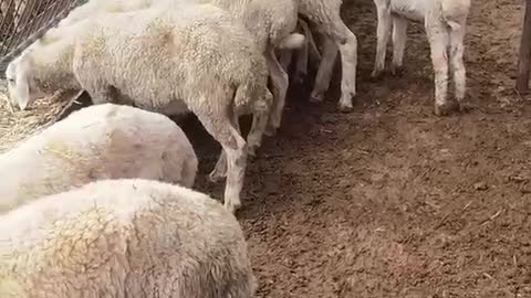 flock eating breakfast