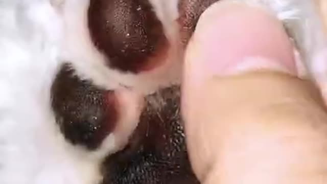 Ultimate Baby Dogs - Cute and Funny Dog Videos Compilation #shorts