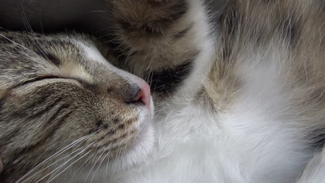 If You Tickle Me I Fall Asleep
