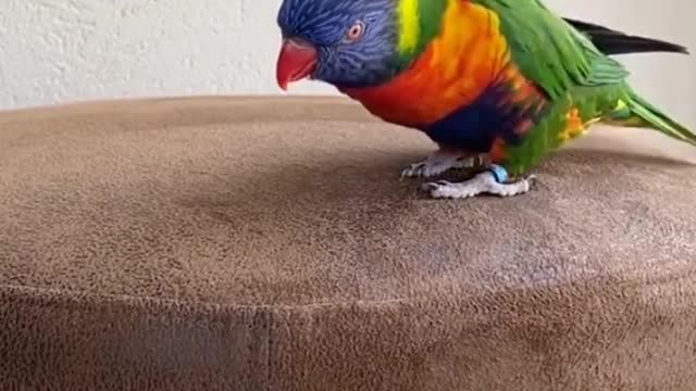 Nice dance on parrot❤❤❤