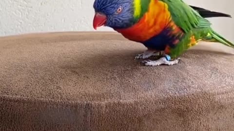 Nice dance on parrot❤❤❤