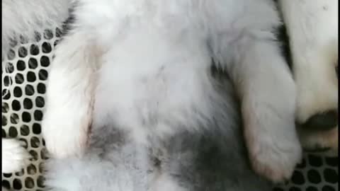 Dogs are my source of happiness.