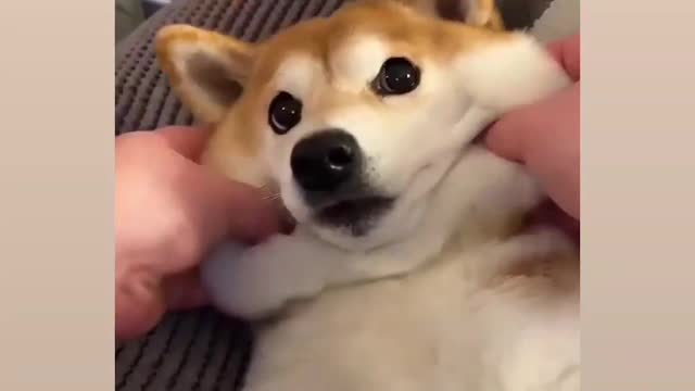 Most virela cute 🥰 and funny 🐕 dog reaction