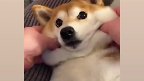 Most virela cute 🥰 and funny 🐕 dog reaction