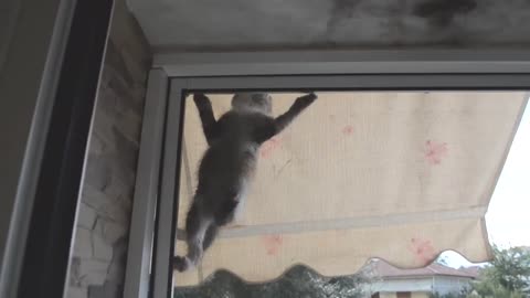 How to deactivate a cat, when it's so naughty.