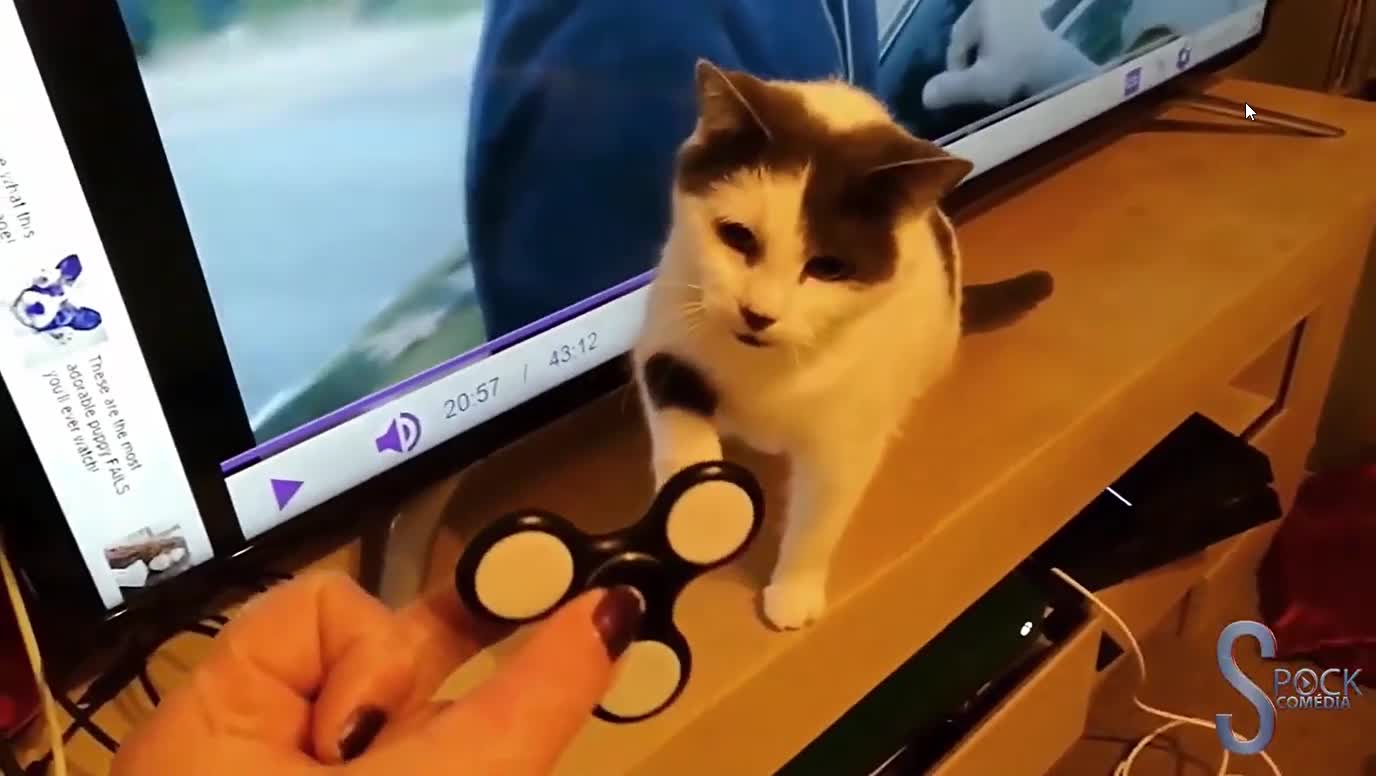 Gatos VS fidget spinner
