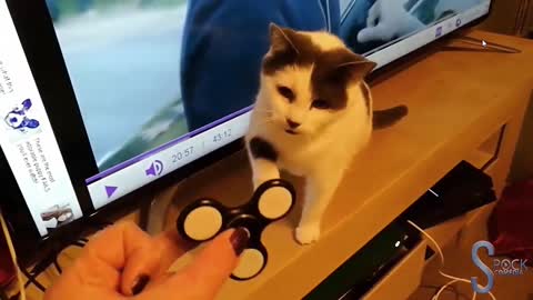 Gatos VS fidget spinner
