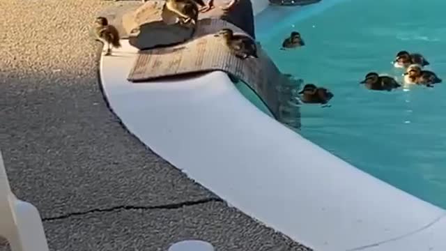 Ducks and baby ducks amazing movements shorts