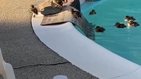 Ducks and baby ducks amazing movements shorts