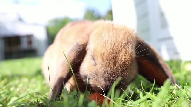 Cute funny rabbit eats