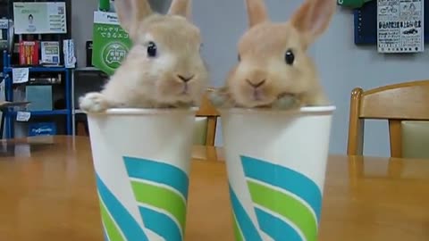 Two cute bunnies