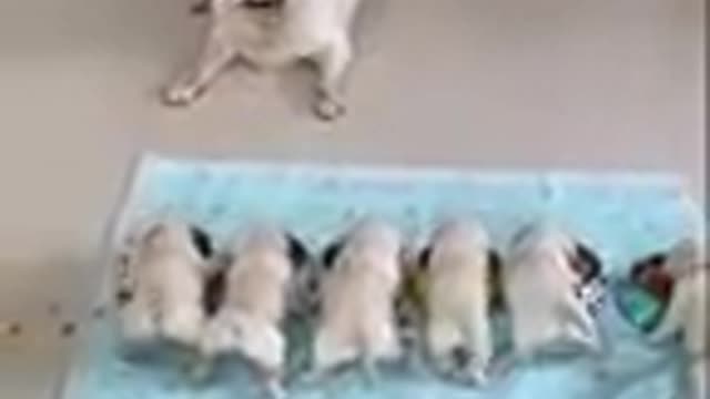 Baby dogs - cute and funny dog video compilation