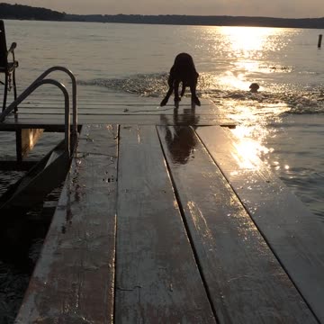 Dogs Jumping Off of a Pier