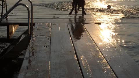 Dogs Jumping Off of a Pier