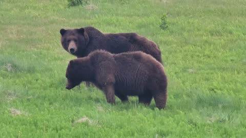 Spring Brown Bears